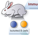 ウサギと分離B細胞