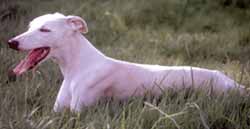 犬など 舌を出した白い犬